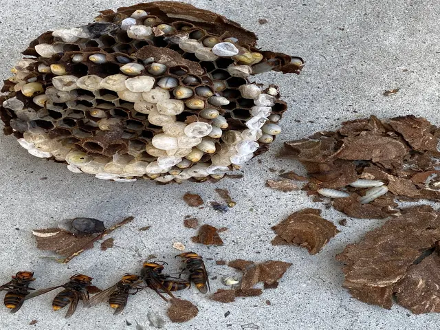 温暖化により出現が早く凶暴化していて危険です！巣を見つけたらすぐ対策が必要です！サービスの画像