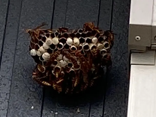 温暖化により出現が早く凶暴化していて危険です！巣を見つけたらすぐ対策が必要です！サービスの画像