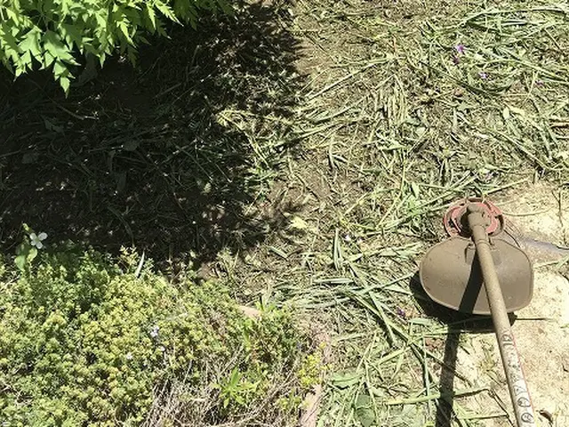 【15年の実績】空き地・空き家のお庭も管理女性スタッフ同行可能です！サービスの画像