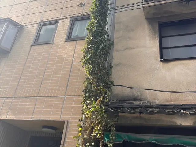 伸びて邪魔な蔦取り除きます！蔦がらみ伐採、草刈りお任せください！サービスの画像