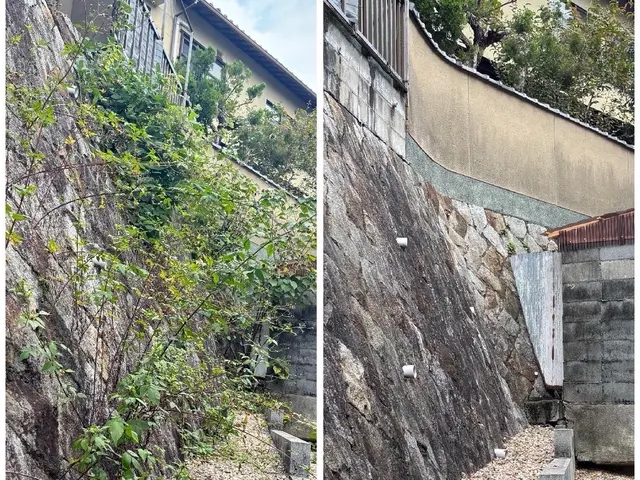 伸びて邪魔な蔦取り除きます！蔦がらみ伐採、草刈りお任せください！サービスの画像