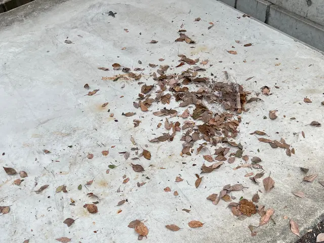 《業界歴20年》処理し切れない大量の落ち葉も！落ち葉清掃回収作業 カード決済可サービスの画像