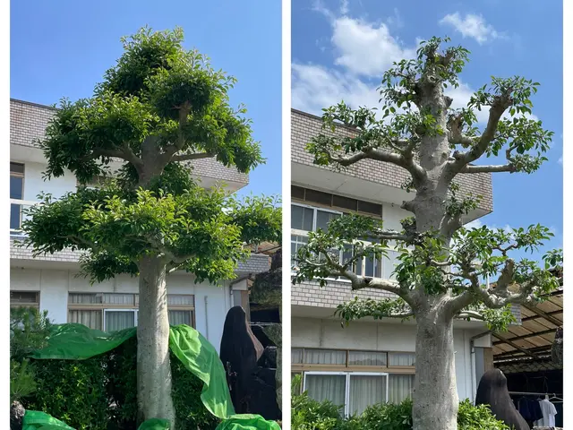 【岐阜羽島の植木屋】初めての方にも丁寧にご案内！地域密着で安心！サービスの画像