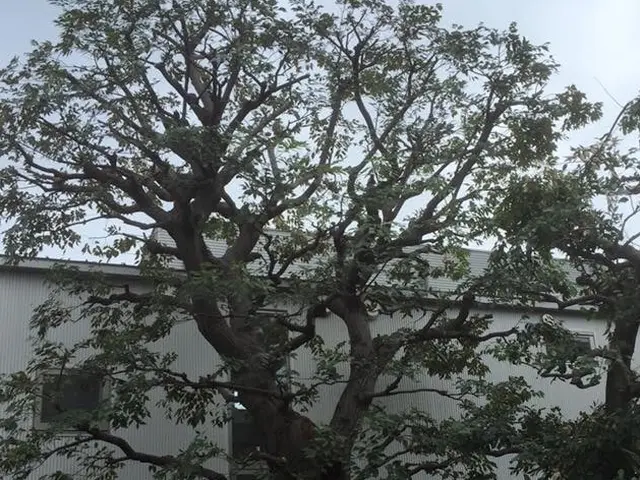 【樹木の剪定、伐採】埼玉県発！業界10年以上の経験を活かしてご対応します！サービスの画像