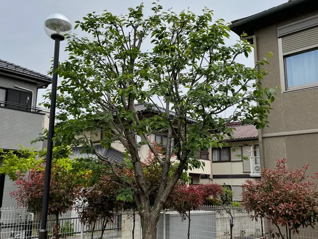 【樹木の剪定、伐採】埼玉県発！業界10年以上の経験を活かしてご対応します！サービスの画像