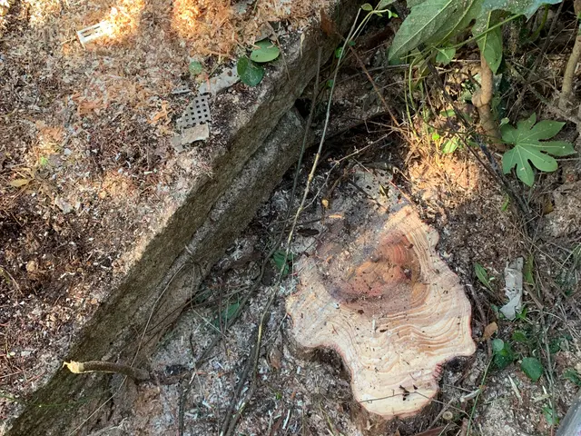 【お家周りを綺麗に】伐採から処分、仕上げまでお任せください☆サービスの画像