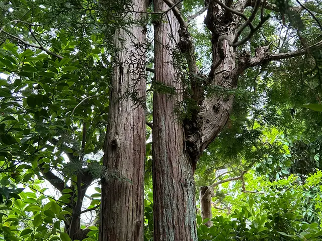 【お家周りを綺麗に】伐採から処分、仕上げまでお任せください☆サービスの画像