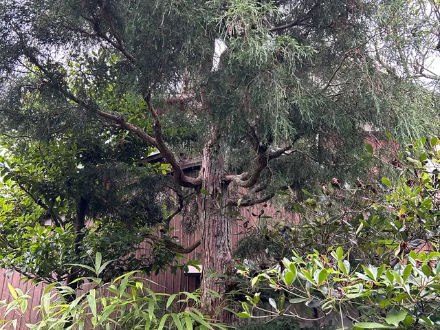 【お家周りを綺麗に】伐採から処分、仕上げまでお任せください☆サービスの画像