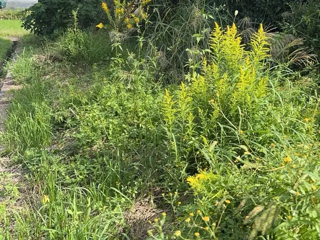 草刈り機作業サービスの画像