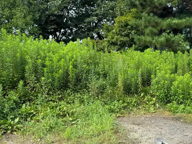 便利屋ぼーちゃんの草刈り‪☆その厄介な草刈り、私たちがやります！サービスの画像