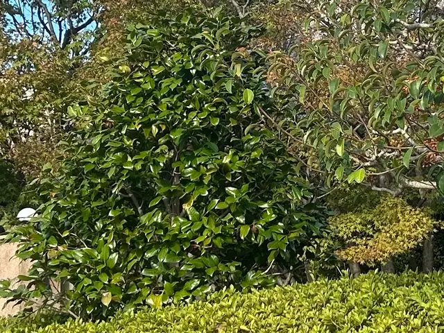 【現地調査無料】他店で断られた高木もお任せください！業歴7年のプロが対応！サービスの画像