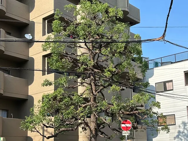 【現地調査無料】他店で断られた高木もお任せください！業歴7年のプロが対応！サービスの画像