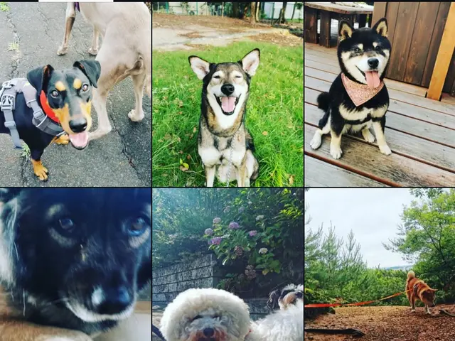 \\名古屋で愛されて22年//ペットシッター　安心お留守番で　家族みんな笑顔に。サービスの画像