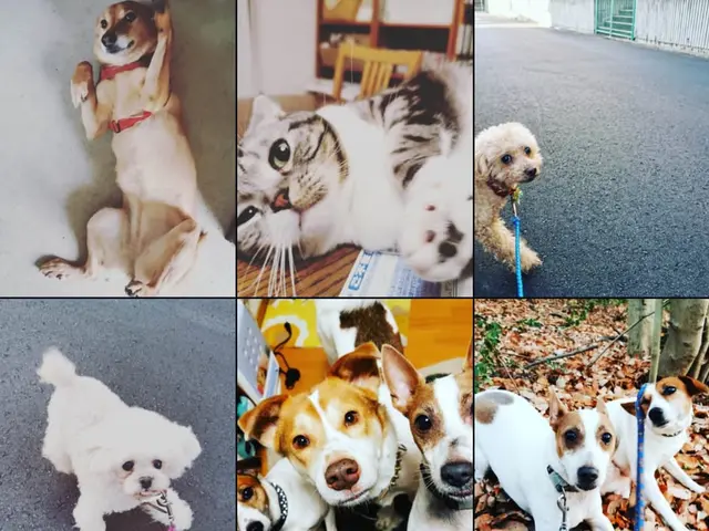 \\名古屋で愛されて22年//ペットシッター　安心お留守番で　家族みんな笑顔に。サービスの画像