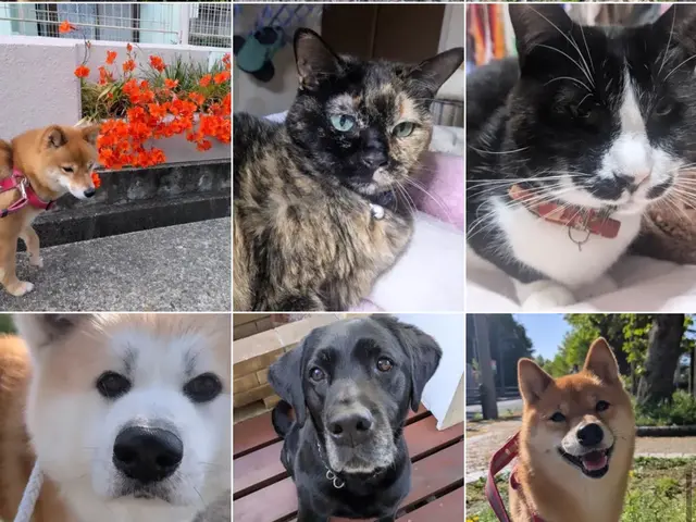 \\名古屋で愛されて22年//ペットシッター　安心お留守番で　家族みんな笑顔に。サービスの画像