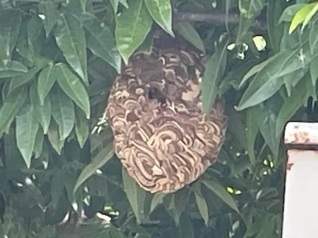 スズメバチ12,000円、アシナガバチ10,000円コミコミ！（高所作業は実費）サービスの画像