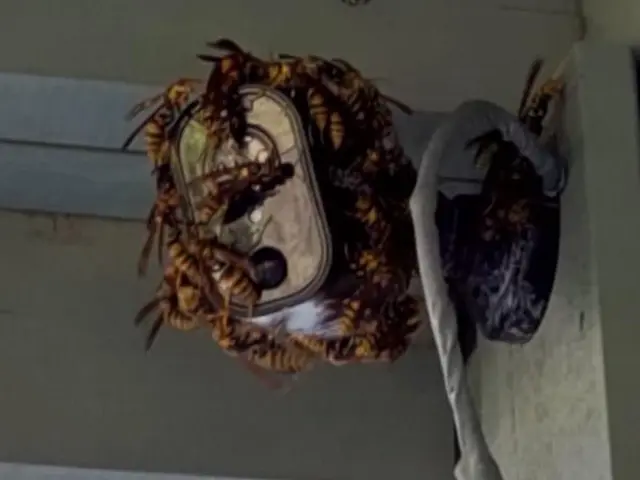 スズメバチ12,000円、アシナガバチ10,000円コミコミ！（高所作業は実費）サービスの画像