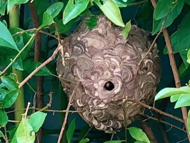 スズメバチ12,000円、アシナガバチ10,000円コミコミ！（高所作業は実費）サービスの画像