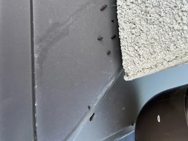 コウモリ駆除 / 追い出し・清掃・消毒対応可サービスの画像