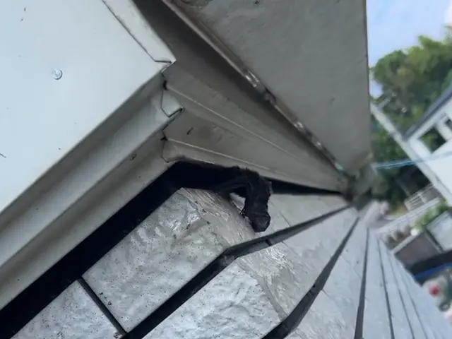 コウモリ駆除 / 追い出し・清掃・消毒対応可サービスの画像