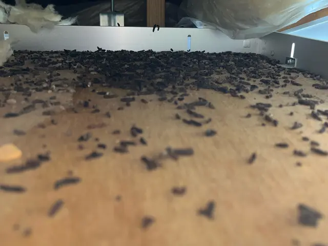 コウモリ駆除 / 追い出し・清掃・消毒対応可サービスの画像