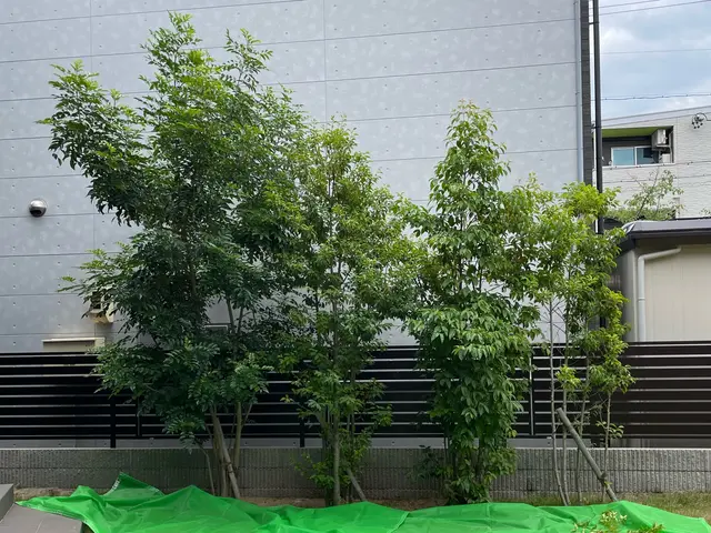 庭木の剪定、生垣の刈り込み、お庭のお悩み全て解消します！庭師にお任せ下さい！サービスの画像