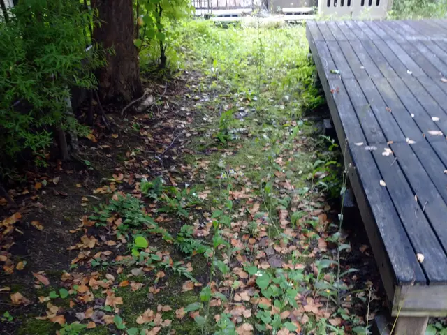 ◆創業6年◆手におえない雑草は地元の業者にお任せ下さい。 丁寧な作業！サービスの画像