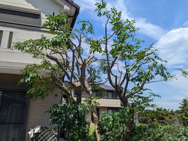 【実務10年以上】庭木の剪定、承ります。サービスの画像