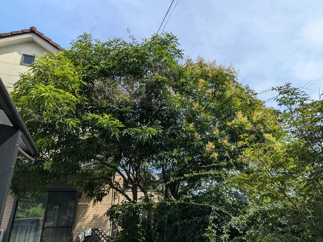 【実務10年以上】庭木の剪定、承ります。サービスの画像