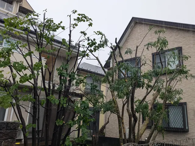 【実務10年以上】庭木の剪定、承ります。サービスの画像