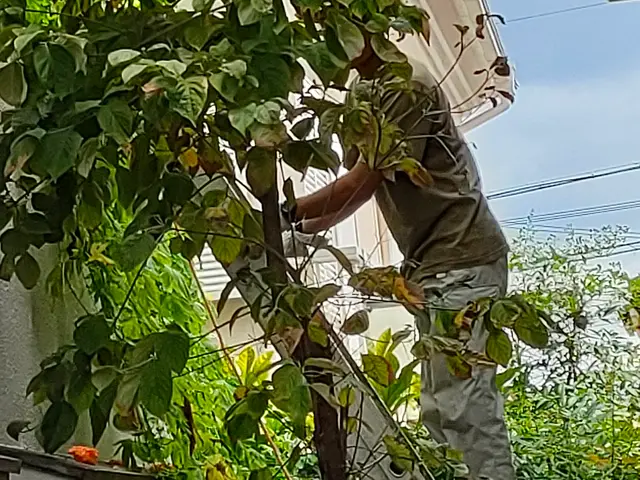 植木の枝切り、剪定、草むしりサービスの画像
