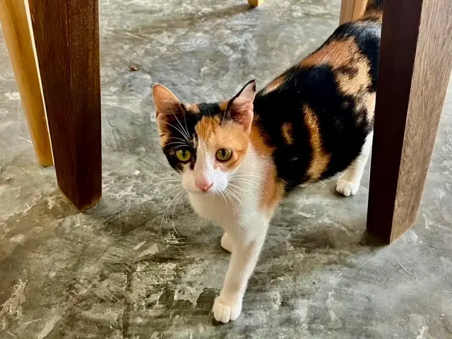 ペットとの思い出を一生の思い出に★