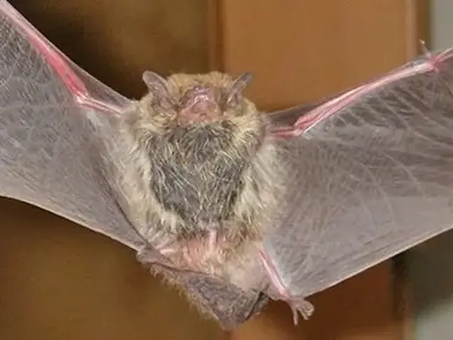 コウモリ駆除歴10年以上の有資格者多数在籍【事前見積り無料】【事前調査可能】サービスの画像