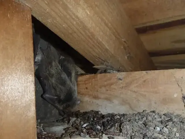 コウモリ駆除歴10年以上の有資格者多数在籍【事前見積り無料】【事前調査可能】サービスの画像