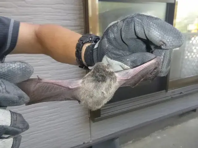 コウモリ駆除歴10年以上の有資格者多数在籍【事前見積り無料】【事前調査可能】サービスの画像