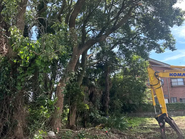 大きな木も対応可能！丁寧な説明と明朗会計でお庭をすっきりお届けします！サービスの画像