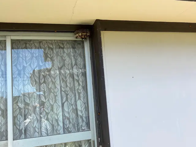 基本料金のハチ種類•大きさ等の追加費用一切無し！ 高さ・場所別途有りサービスの画像