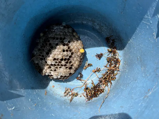 基本料金のハチ種類•大きさ等の追加費用一切無し！ 高さ・場所別途有りサービスの画像