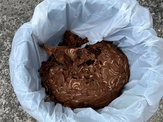 基本料金のハチ種類•大きさ等の追加費用一切無し！ 高さ・場所別途有りサービスの画像