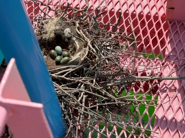 【最短即日対応可】カラス及び害鳥の営巣対策・除去・親鳥〜卵の回収　清掃・消毒対応サービスの画像