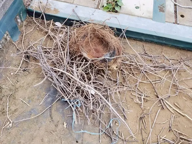 【最短即日対応可】カラス及び害鳥の営巣対策・除去・親鳥〜卵の回収　清掃・消毒対応サービスの画像