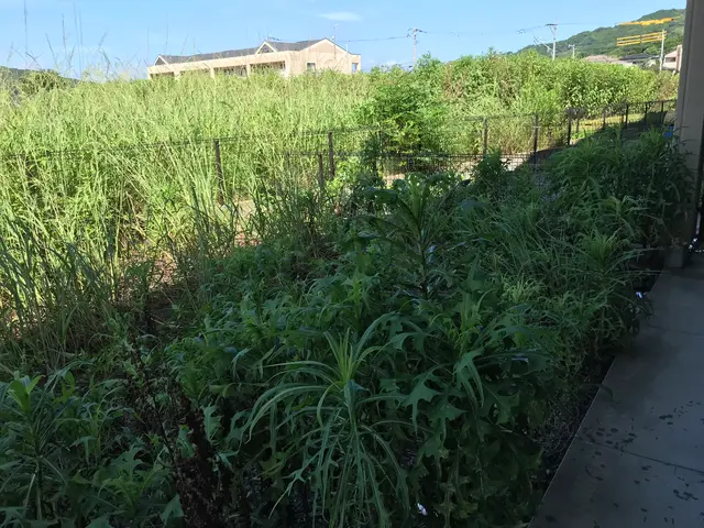 ♣︎カード PayPay♣︎○除草○外観管理○芝刈り○手付かずの庭○苦情対応○等サービスの画像