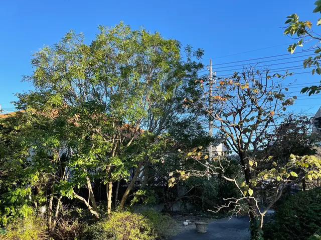 【大切なお庭をさらに素敵に】業歴10年☆　 一本一本丁寧に作業致します！サービスの画像