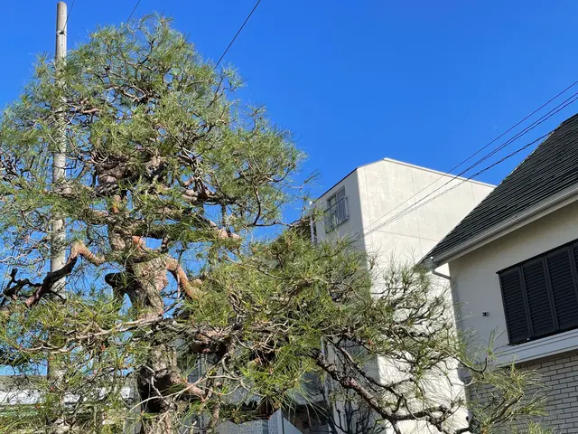 【大切なお庭をさらに素敵に】業歴10年☆　 一本一本丁寧に作業致します！サービスの画像