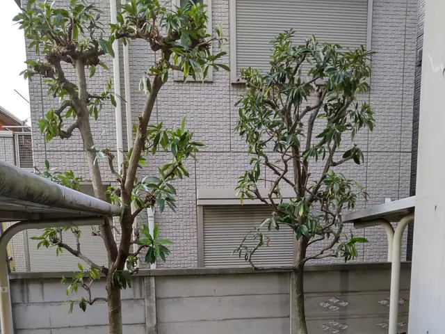 【業歴40年二代目店長】お庭の環境毎に植木に合わせたお手入れいたします。サービスの画像