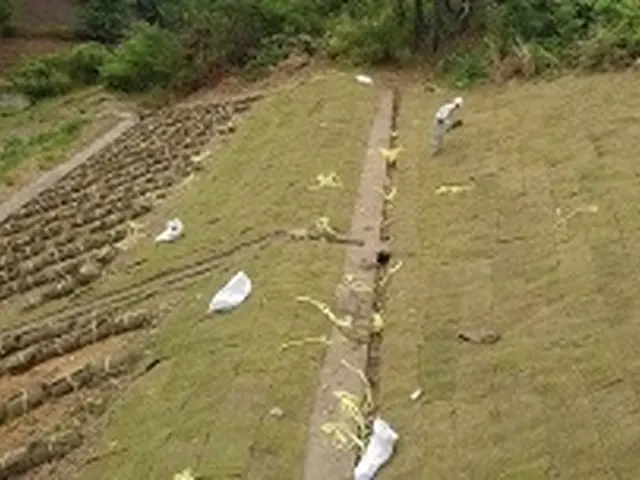 高麗芝マット張りです。サービスの画像