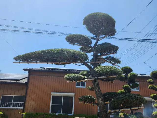 ☆1本から剪定します ☆1.自然樹形　2.サッパリ、ばっさり　3.松などサービスの画像
