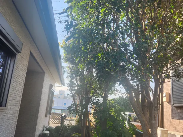 ☆1本から剪定します ☆1.自然樹形　2.サッパリ、ばっさり　3.松などサービスの画像