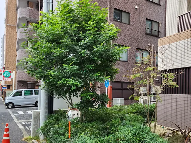 ☆1本から剪定します ☆1.自然樹形　2.サッパリ、ばっさり　3.松などサービスの画像