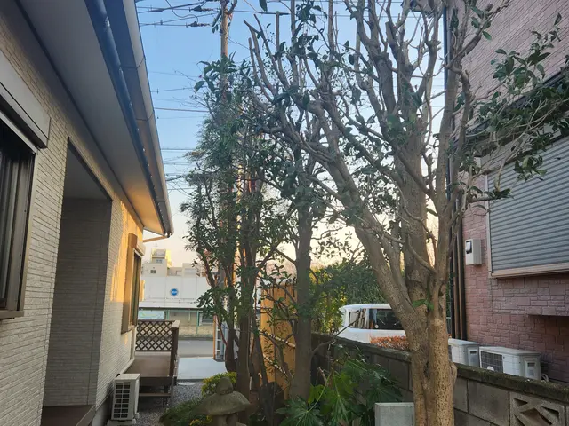 ☆1本から剪定します ☆1.自然樹形　2.サッパリ、ばっさり　3.松などサービスの画像